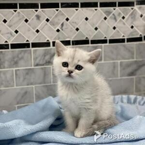 Pedigree Gorgeous Burmese Kittens | PostAds PH