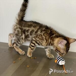 Bengal kittens | PostAds PH