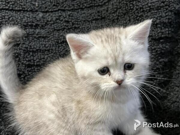 scottish fold