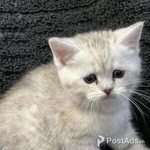 scottish fold | PostAds PH