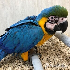 DNA papers 5 Month old male Blue & Gold Macaw | PostAds PH