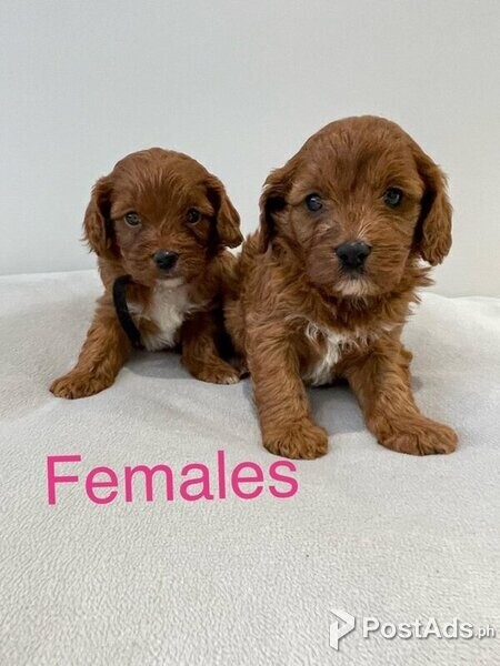 Cavapoo Puppies-males and females