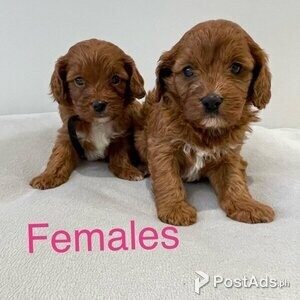 Cavapoo Puppies-males and females | PostAds PH