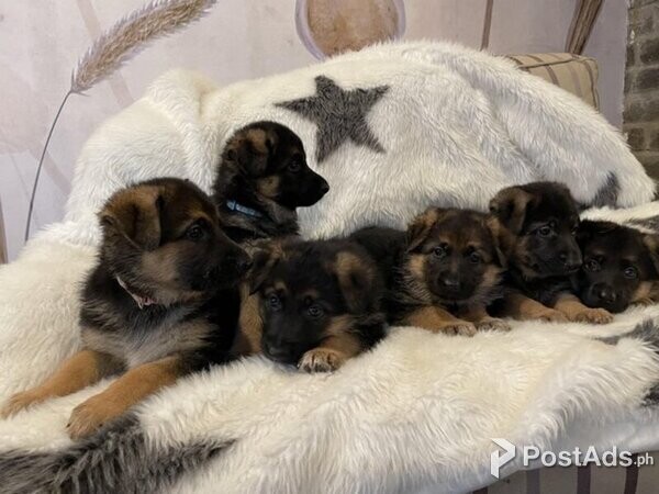7 week old German Shepherd puppies