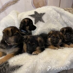 7 week old German Shepherd puppies | PostAds PH