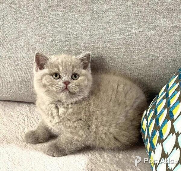 British shorthair available