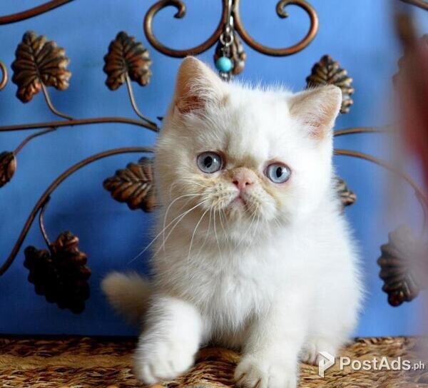 exotic shorthair kittens