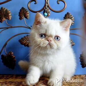 exotic shorthair kittens | PostAds PH