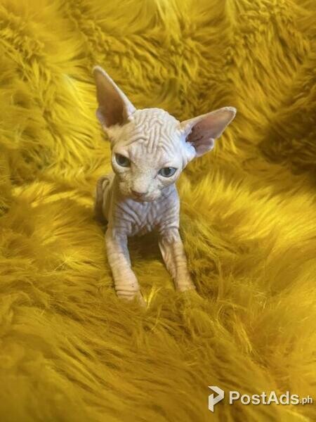 sphynx kittens