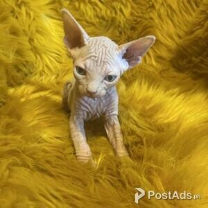 sphynx kittens | PostAds PH