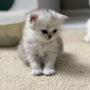 Easter gift Persian kitten | PostAds PH
