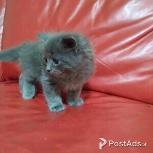 Siberian kitten | PostAds PH