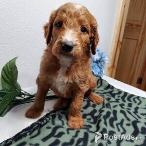 Easter gift Goldendoodle Puppies | PostAds PH
