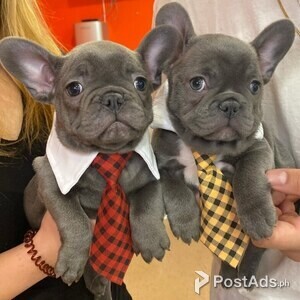 French Bullies available for rehoming | PostAds PH