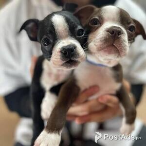Boston Terrier | PostAds PH