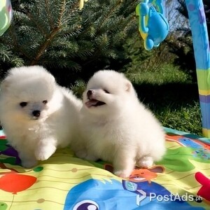 Adorable Pomeranian pups | PostAds PH