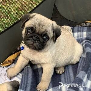 Pug Puppies ready | PostAds PH