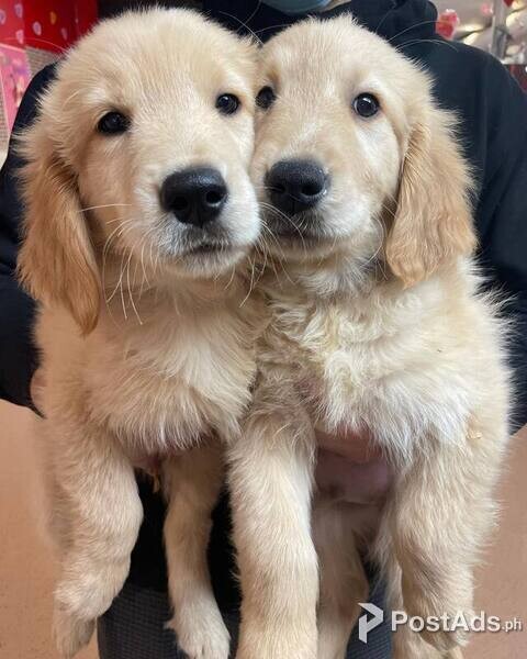 Golden Retriever Puppies