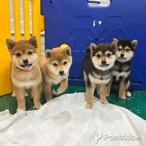 Shiba Inu Puppies Ready to go | PostAds PH