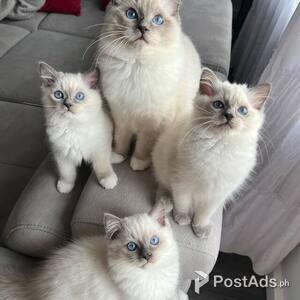 Biclor Ragdoll kittens available | PostAds PH