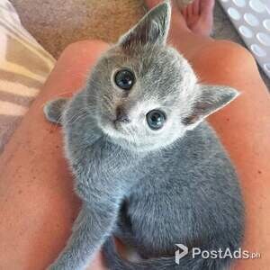 Russian Blue Babies | PostAds PH