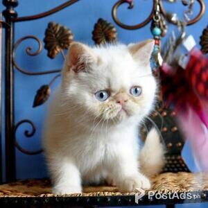 exotic shorthair kittens | PostAds PH