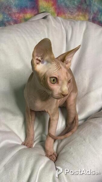 sphynx kittens