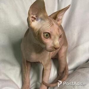 sphynx kittens | PostAds PH