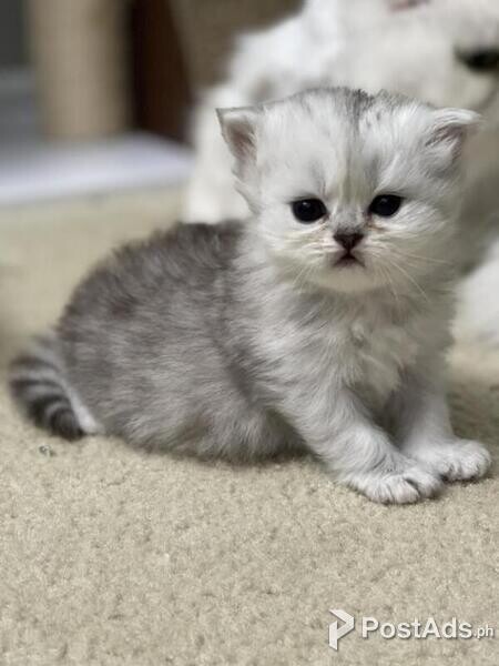 persian kittens available