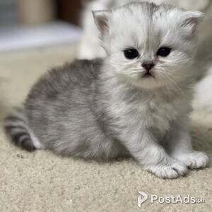 persian kittens available | PostAds PH