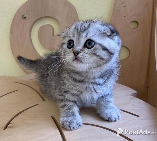 scottish fold