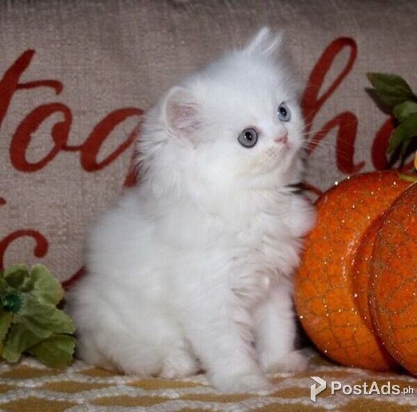 munchkin kittens available