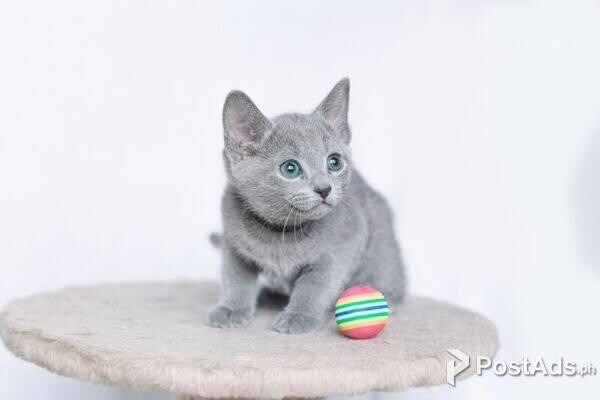 Russian blue kittens available