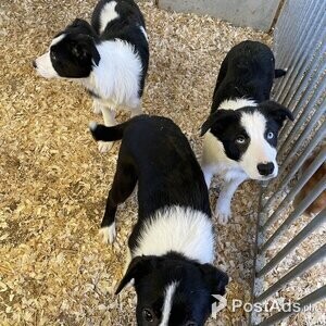 Border Collie Puppies, 19 weeksPuppies, 19 weeks old, fully vaccinated | PostAds PH