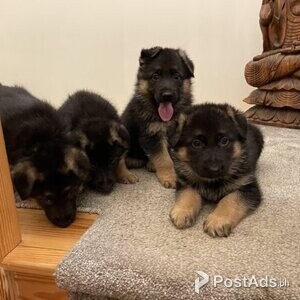 8 week old German Shepherd puppies | PostAds PH