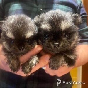 Quality pedigree Pomeranian puppies ready soon! | PostAds PH