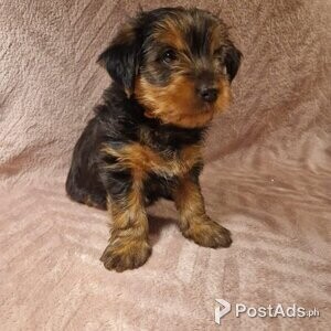 Yorkshire Terrier Pups. READY NOW | PostAds PH