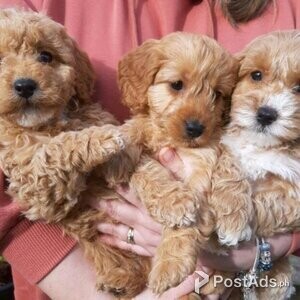 Beautiful cockapoo puppies for sale | PostAds PH