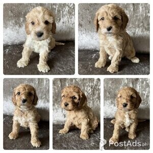 F1 stunning health tested Cockapoos | PostAds PH