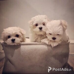 Pure bred Maltese puppies | PostAds PH