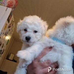 Bichon Maltese, two boys, age 11 weeks | PostAds PH