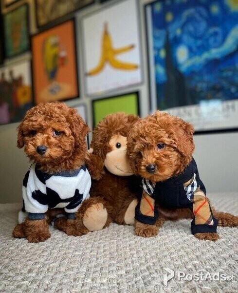 2 adorable Toy poodle babies