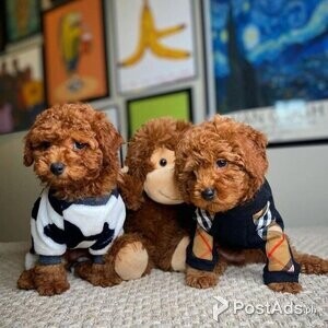 2 adorable Toy poodle babies | PostAds PH