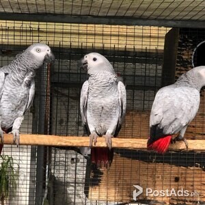 African Gray Parrots available | PostAds PH