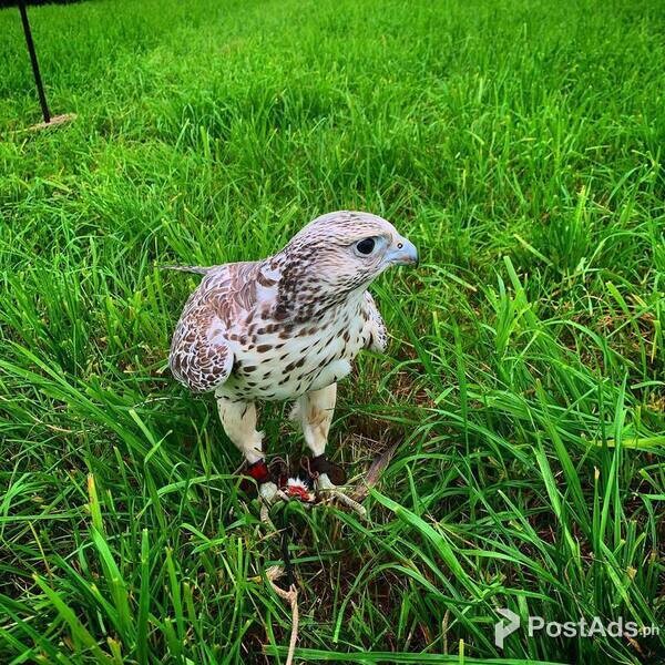 FALCONS AVAILABLE