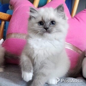 Cute Ragdoll Kittens ready | PostAds PH