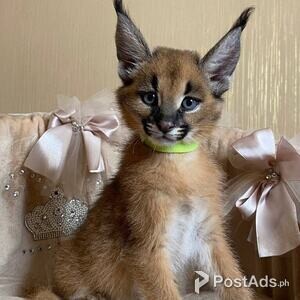 Caracal | PostAds PH