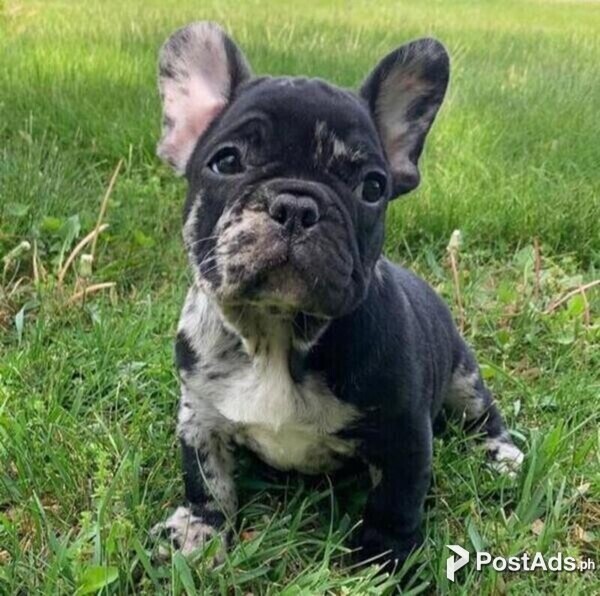Buy french bulldog puppy shop