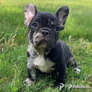 Buy french bulldog puppy shop | PostAds PH