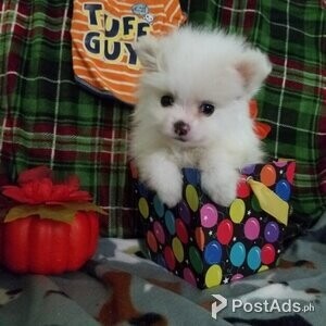 Gorgeous Male and Female Pomeranian puppies Viber:(+63-962-045-4513) | PostAds PH